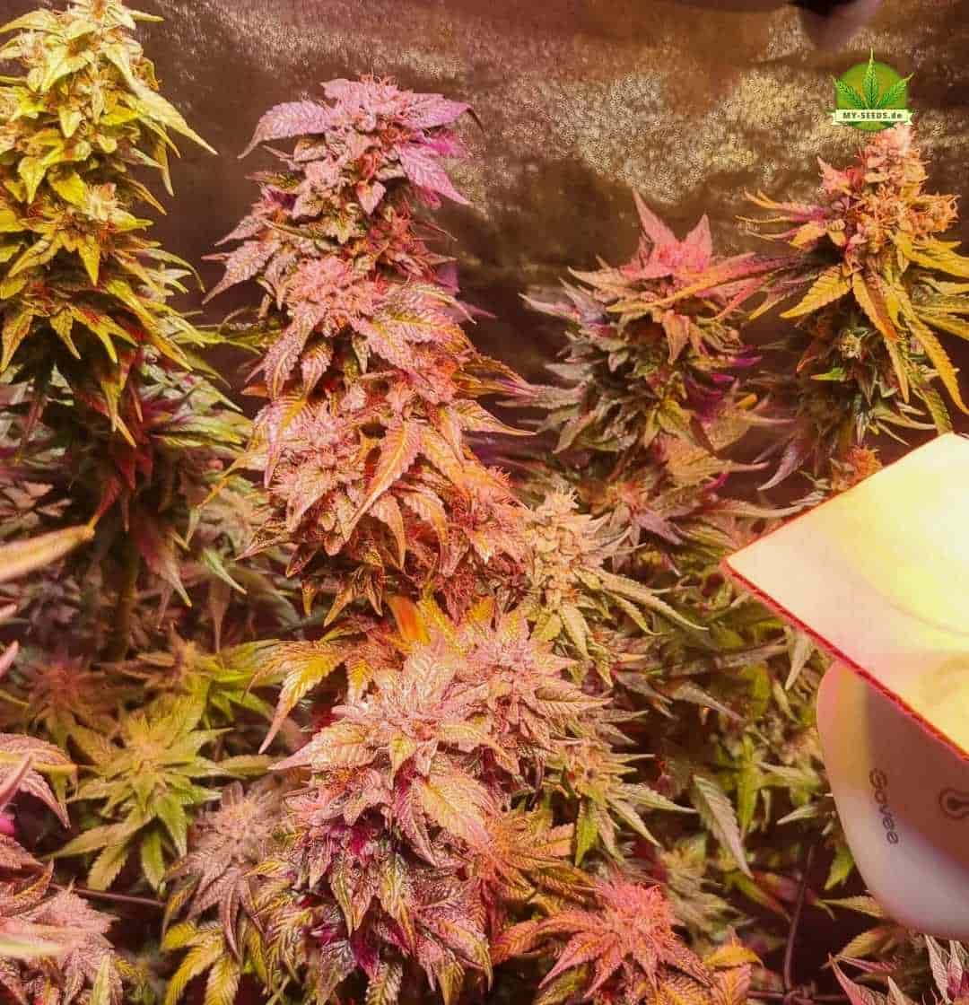 Kristallüberzogene Sensi Star Colas mit lila Akzenten im Indoor-Zelt