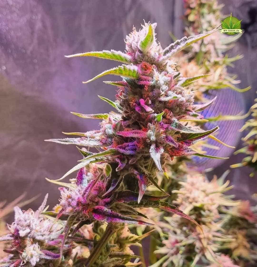 Sensi Star Buds mit feiner Harzschicht und lilafarbenen Highlights