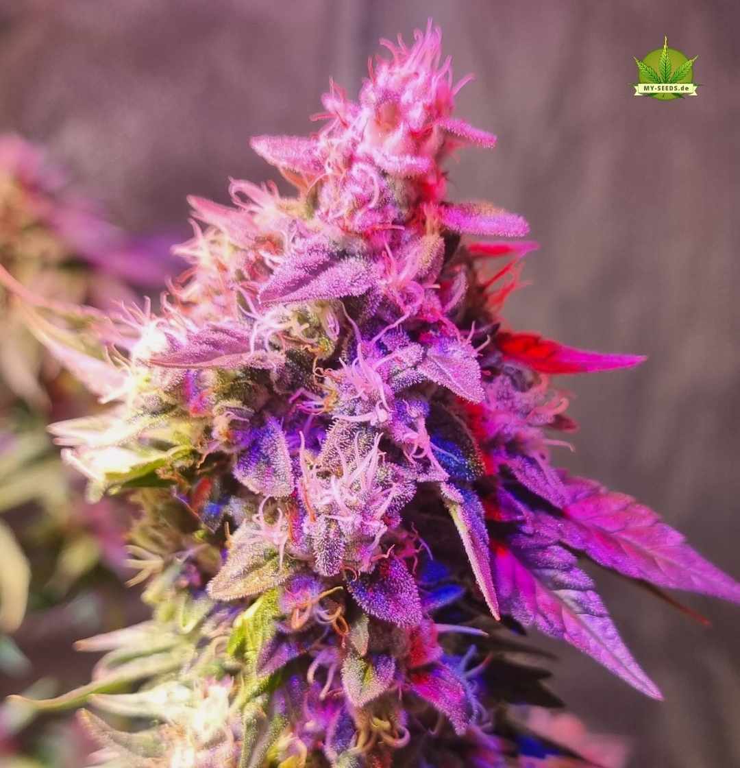 Dunkelviolette Sensi Star Blüte mit orangenen Stempeln, reif für die Ernte