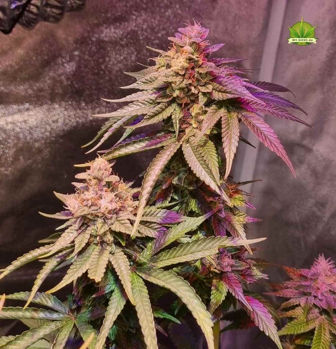 Sensi Star Pflanze mit langem Haupttrieb, hellgrünen Blättern und dunklen Blüten