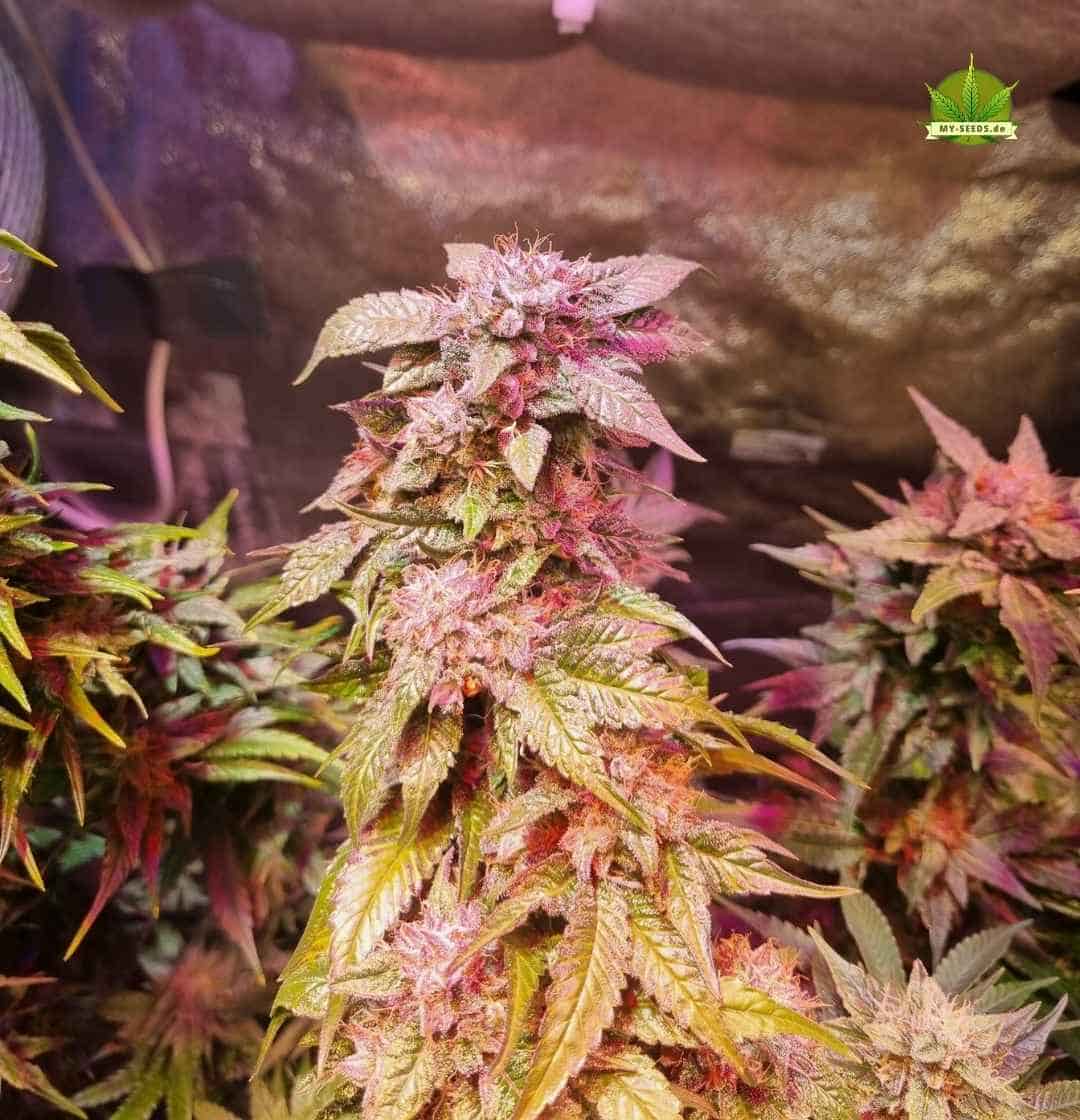 Leuchtende Sensi Star Blüte mit lilafarbenen Sugar Leaves und dichter Struktur