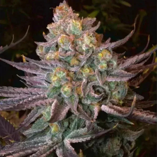 Kompakte Seriotica-Blüte mit dichten, frostigen Trichomen und lilafarbenen Zuckerblättern im späten Blühstadium.