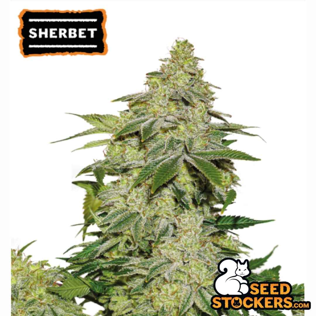 Dicht gewachsene Auto Sherbet Blüte mit dicker Harzschicht und dunkelgrünen Zuckerblättern