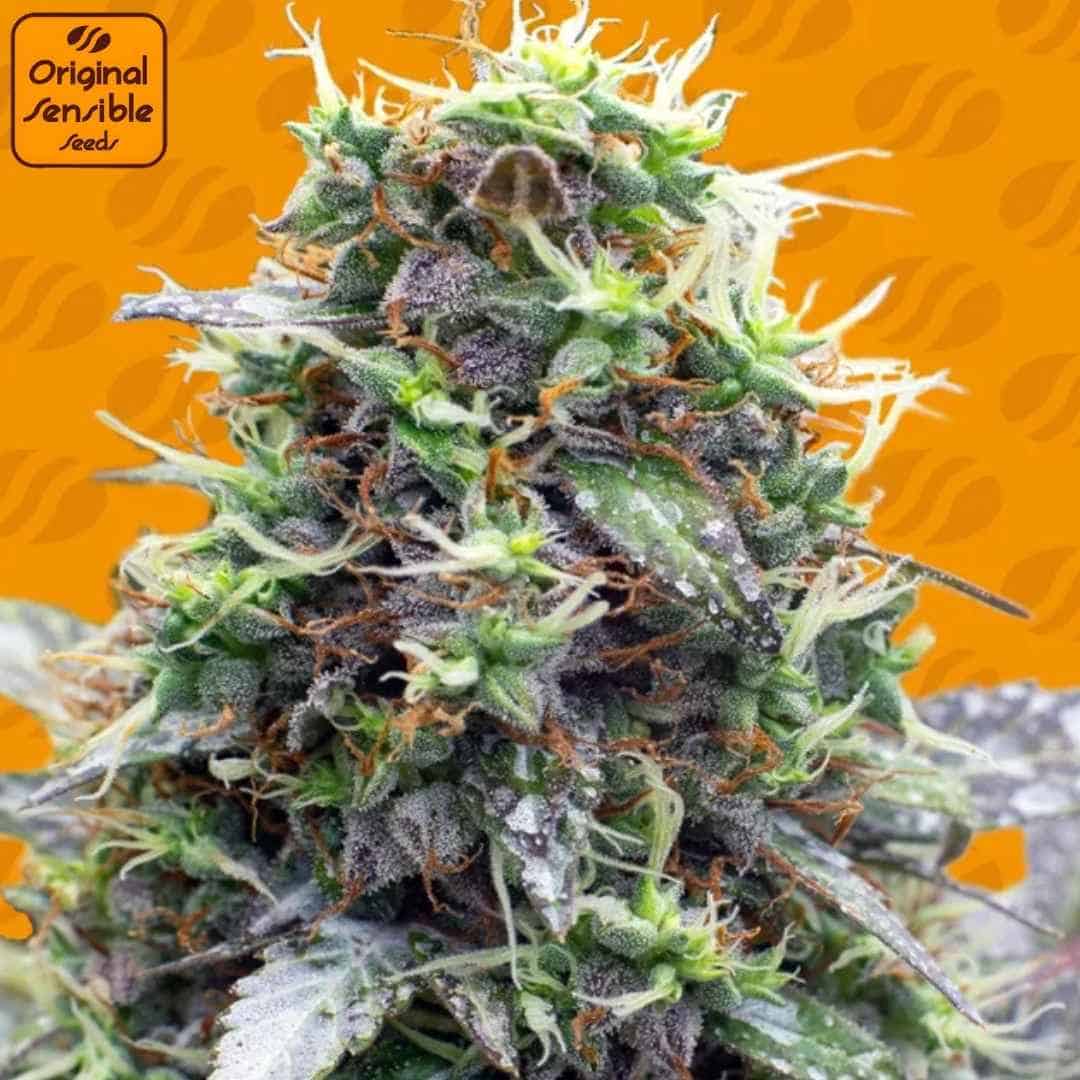 Sherbet Moonrocks Blüte mit dichten Trichomen, violetten Nuancen und orangefarbenen Blütenhärchen