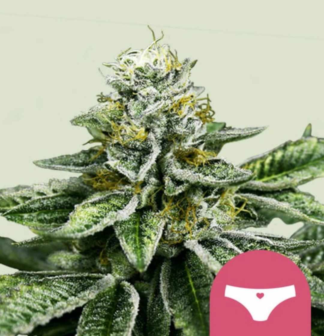 Harzüberzogene Sherbet Queen Cannabisknospe mit leuchtend orangefarbenen Blütenstempeln