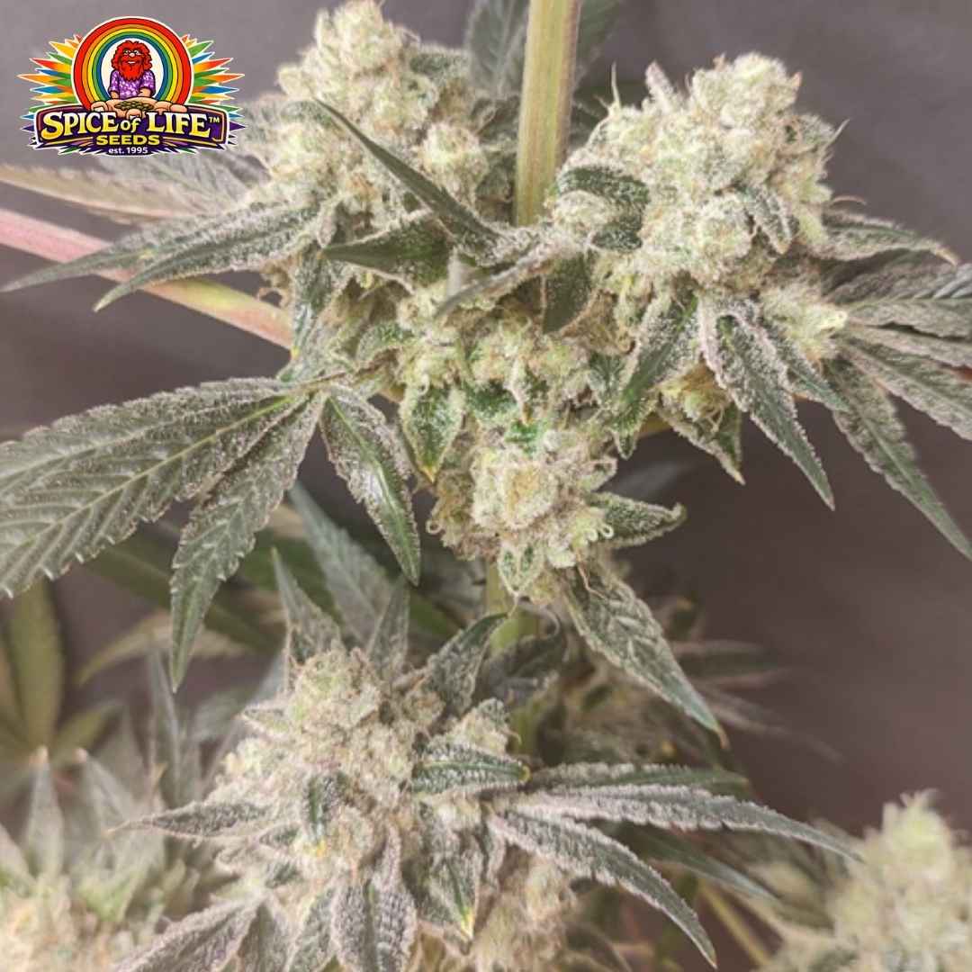Shishkaberry Edition (Spice Of Life Seeds) Feminisiert