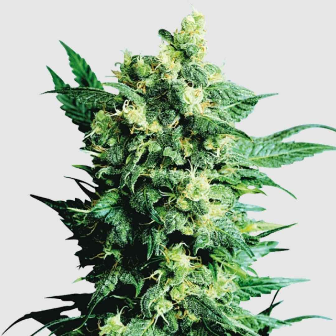 Kompakte Shiva Shanti II Pflanze mit dichten, harzigen Blüten und zahlreichen hellgrünen Blättern