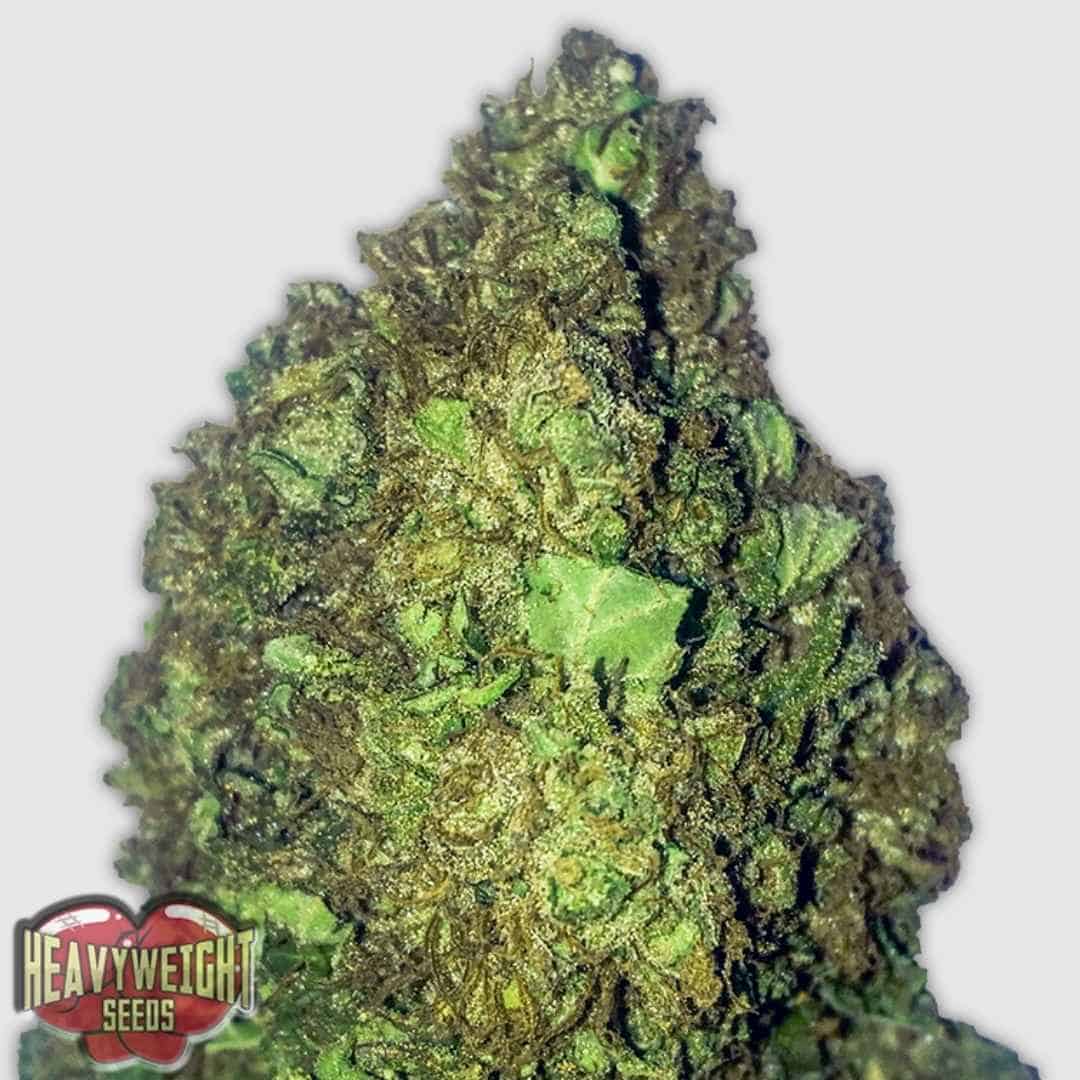 Short & Sweet Auto Blüte mit dichten, harzreichen Buds und hellgrünen Zuckerblättern