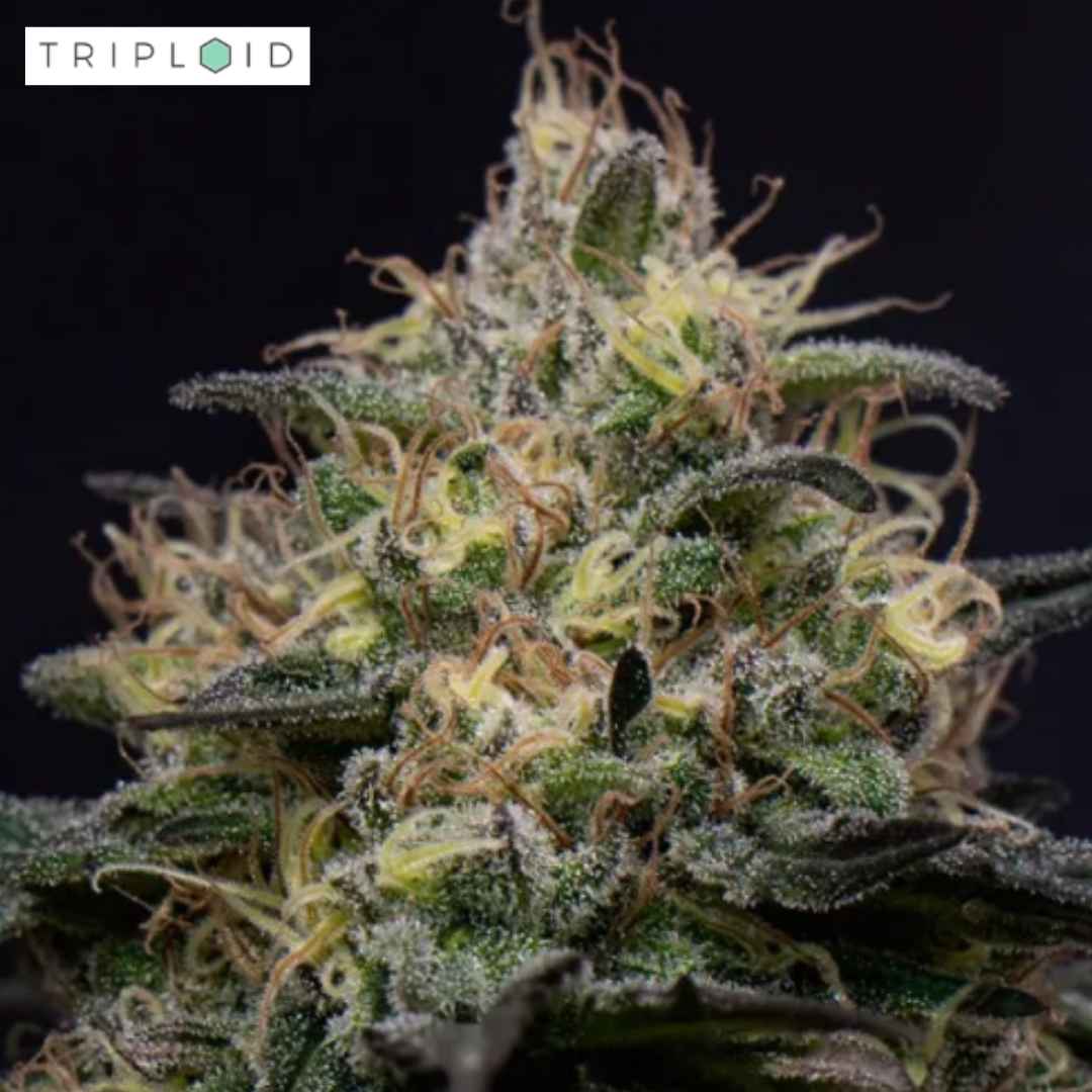 Dunkle Silly Hills Blüte von Triploid Genetics mit dichter Harzschicht und violetten Blättern