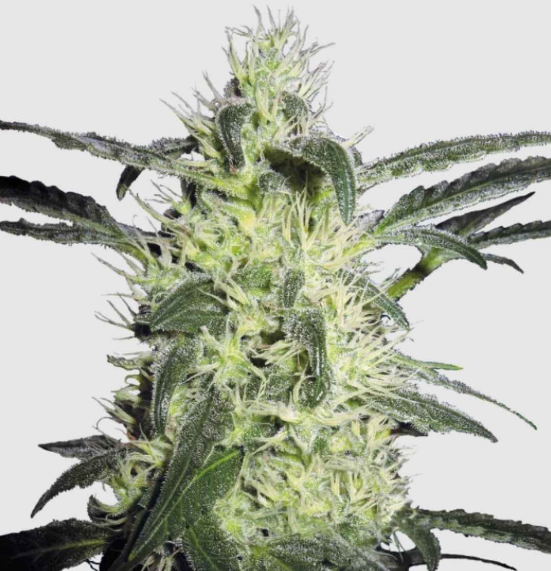 Silver Haze Regular Blüte mit dichten, harzigen Trichomen und hellen Blütenstempeln