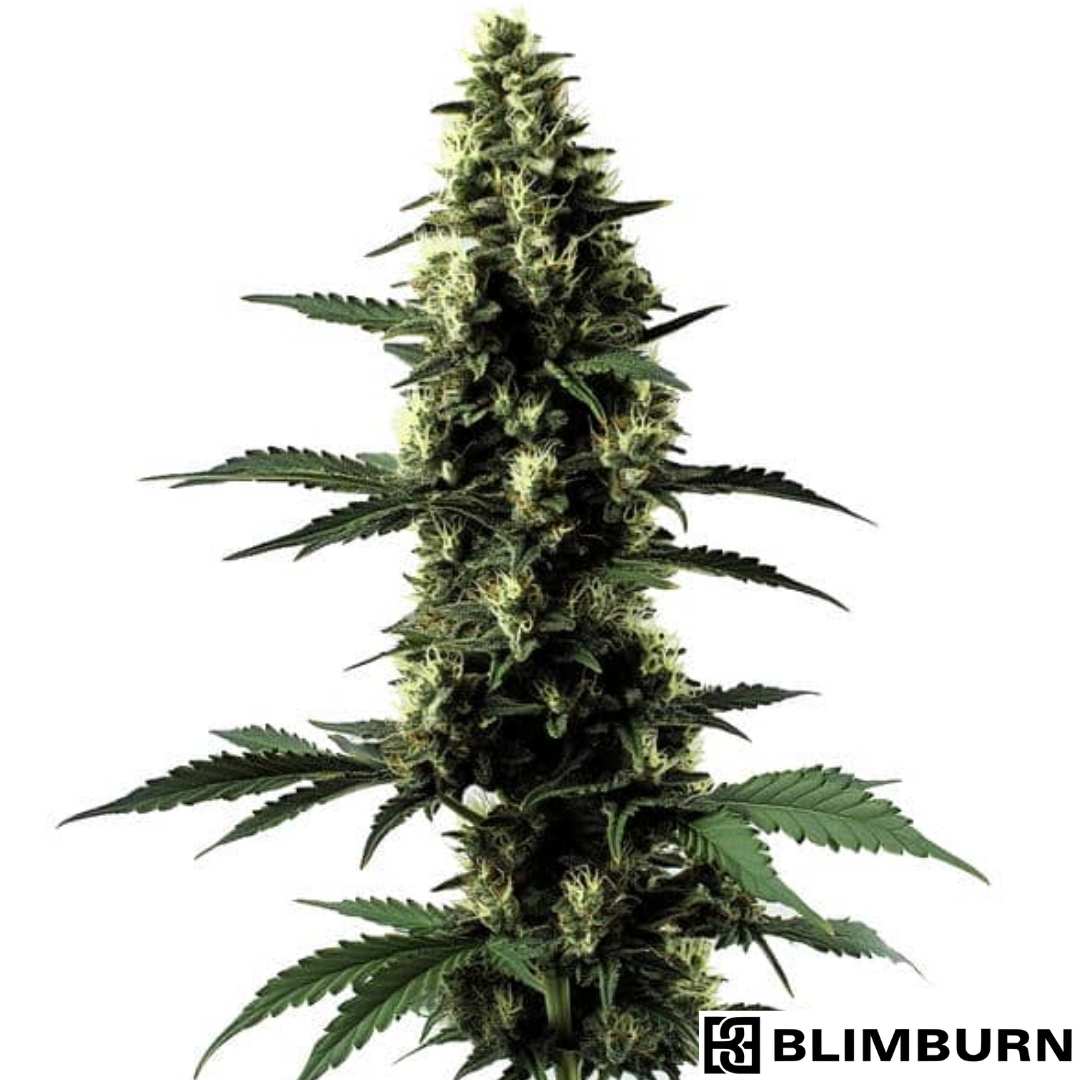 Silver Surfer Haze mit langer Hauptcola, dichten harzigen Blüten und schmalen gezackten Blättern