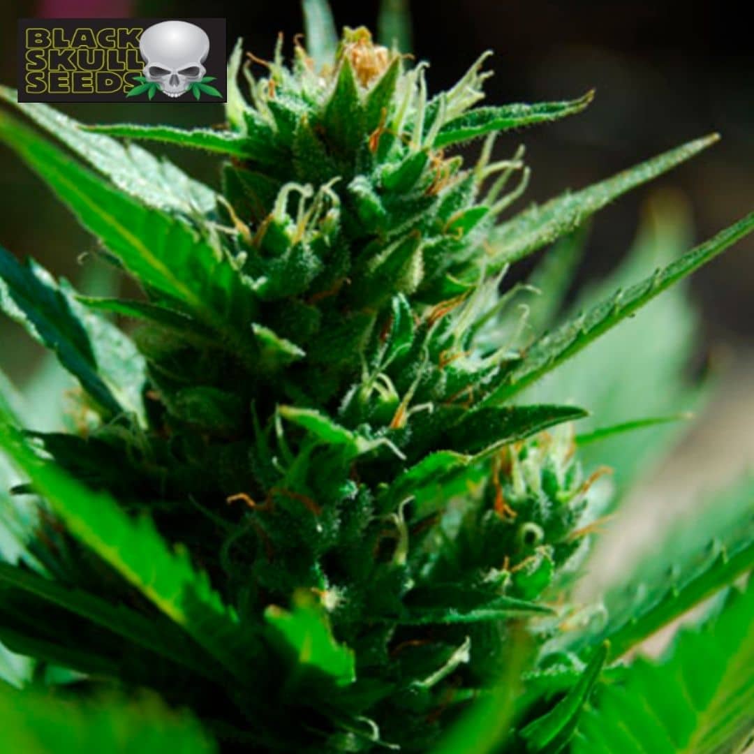 Auto Skull Ryder Cannabisblüte mit grünen Zuckerblättern und hellen Blütenfäden in Nahaufnahme