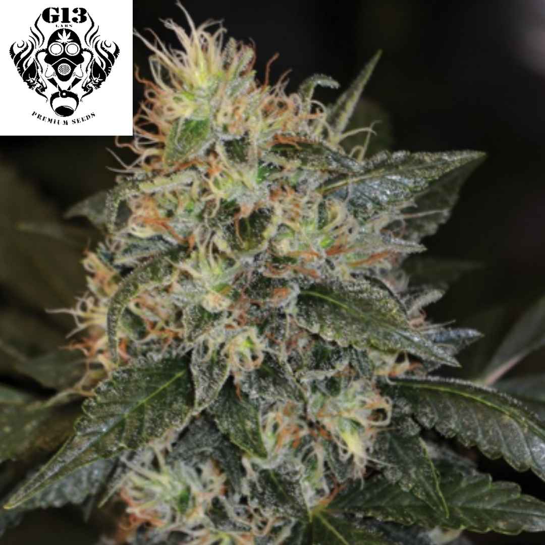 Harzige Skunk #1 Cannabisblüte mit dichten Buds und orangefarbenen Blütenfäden