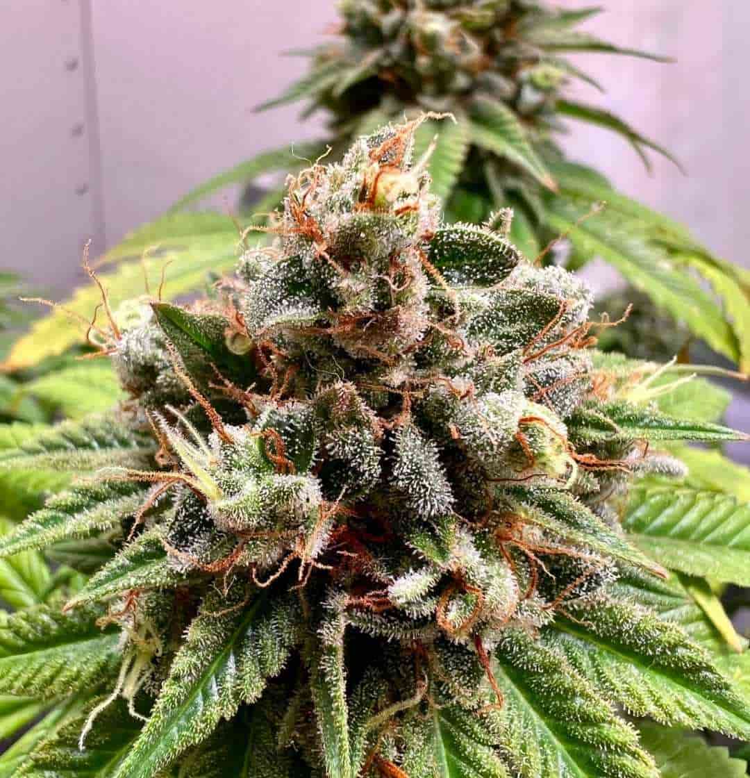 Nahaufnahme einer reifen Skunk #1 Blüte mit orangefarbenen Stempeln und Frostschicht