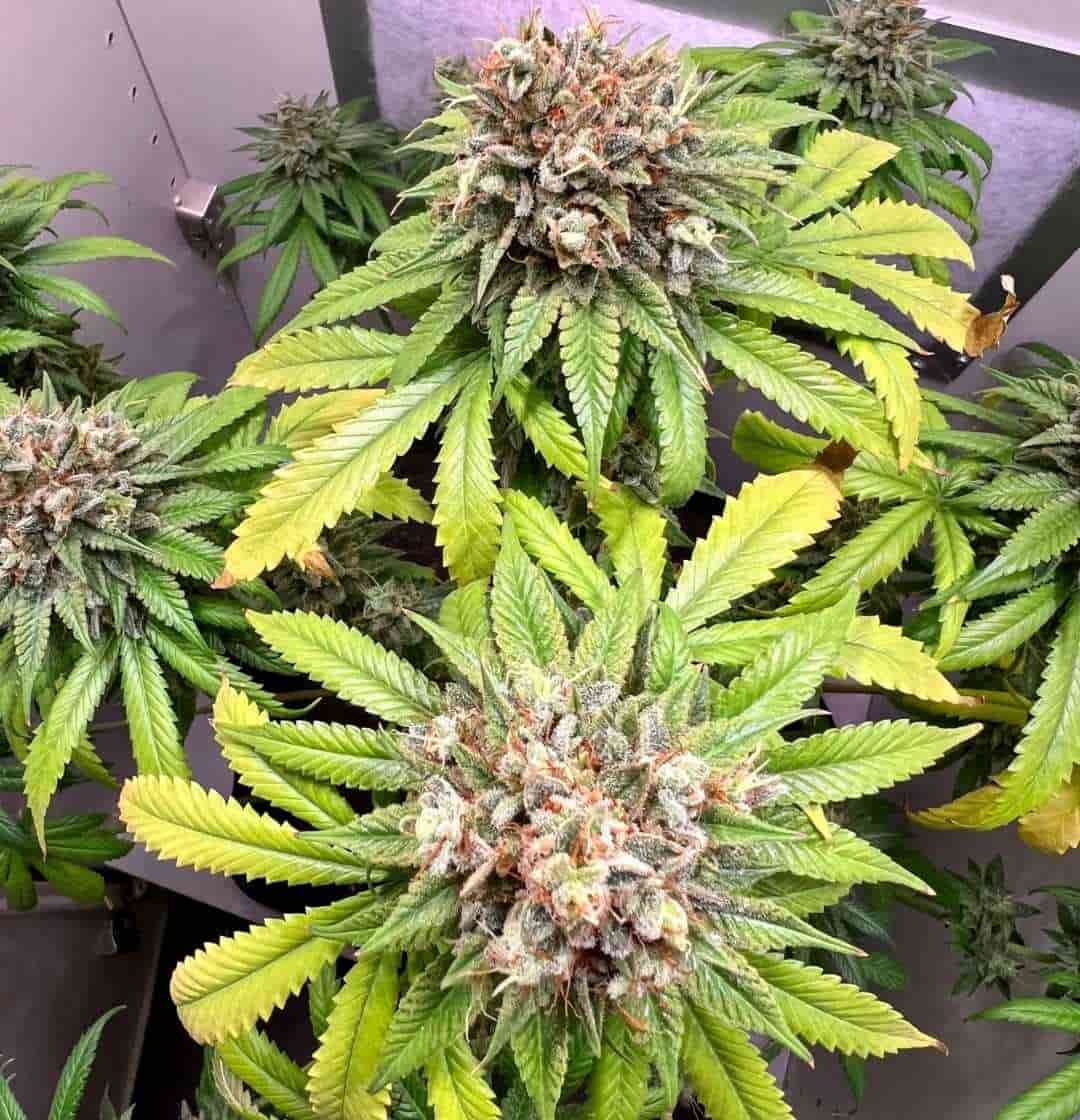 Skunk #1 Pflanze mit mehreren Buds, umgeben von gelb-grünen Blättern im Indoor-Grow