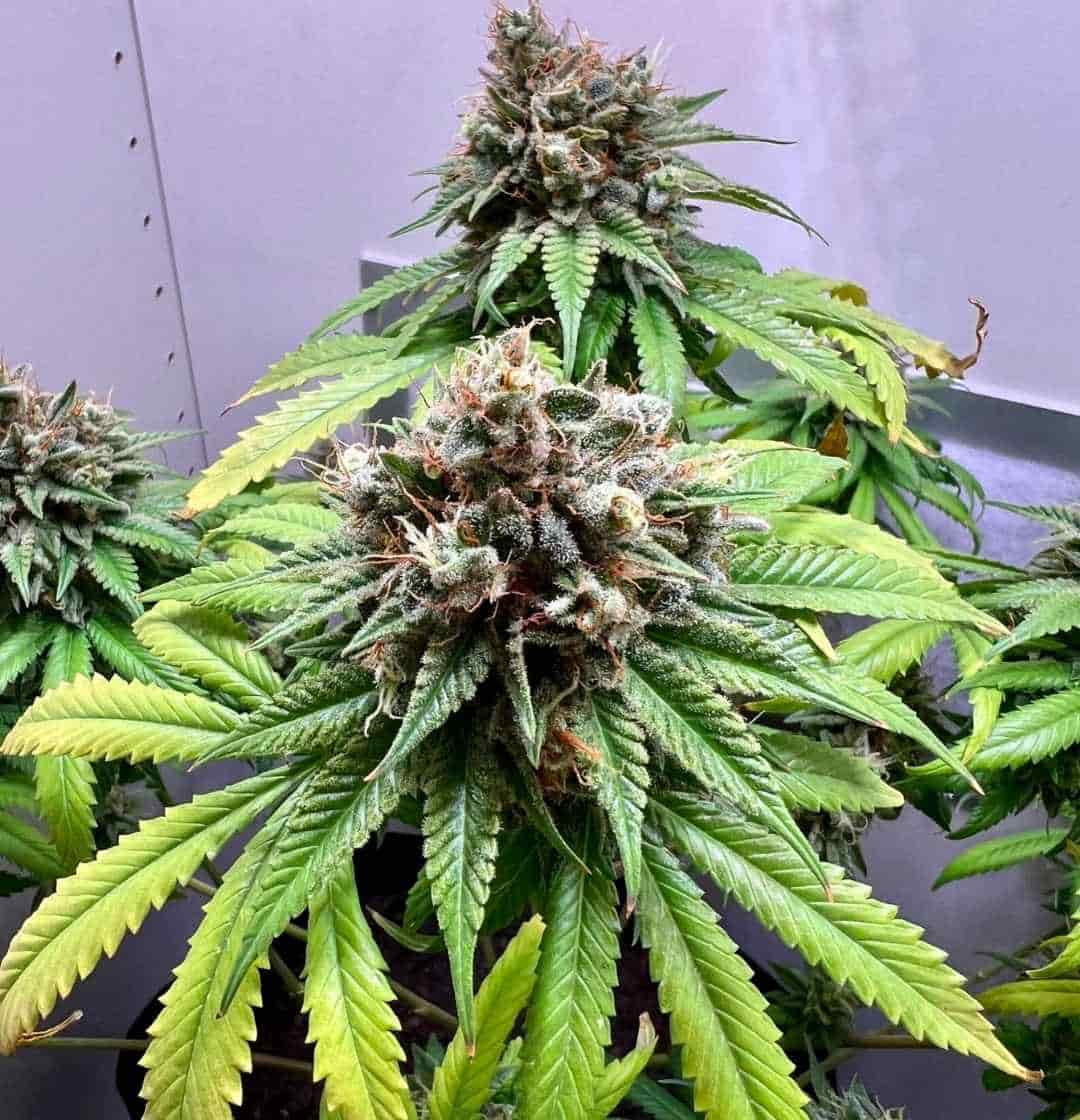 Kompakte Skunk #1 Blüte mit lilafarbenen Akzenten und dichten Harzdrüsen