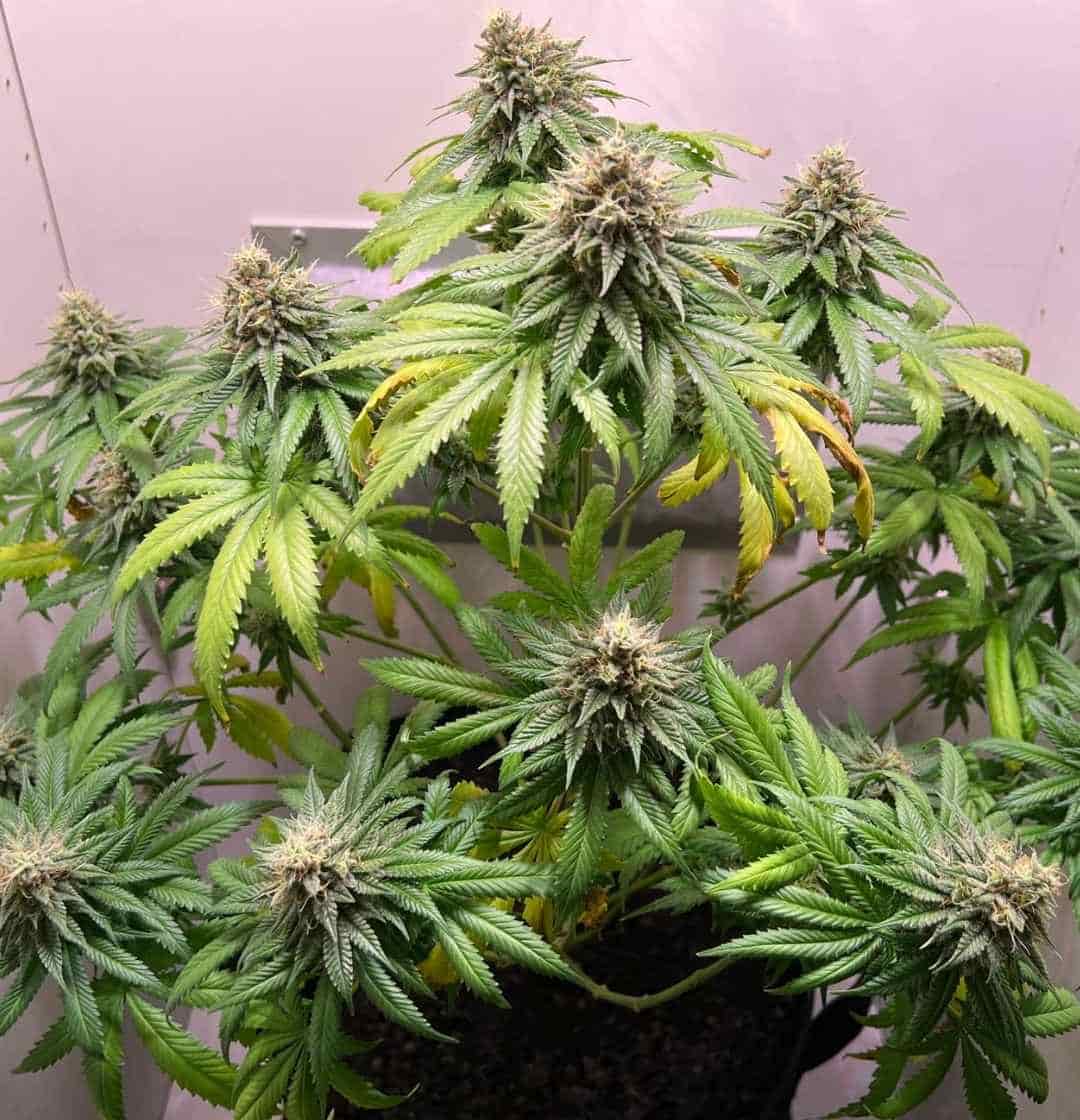 Breite Skunk #1 Pflanze im Spätstadium mit vielen Blüten und leicht vergilbten Blättern