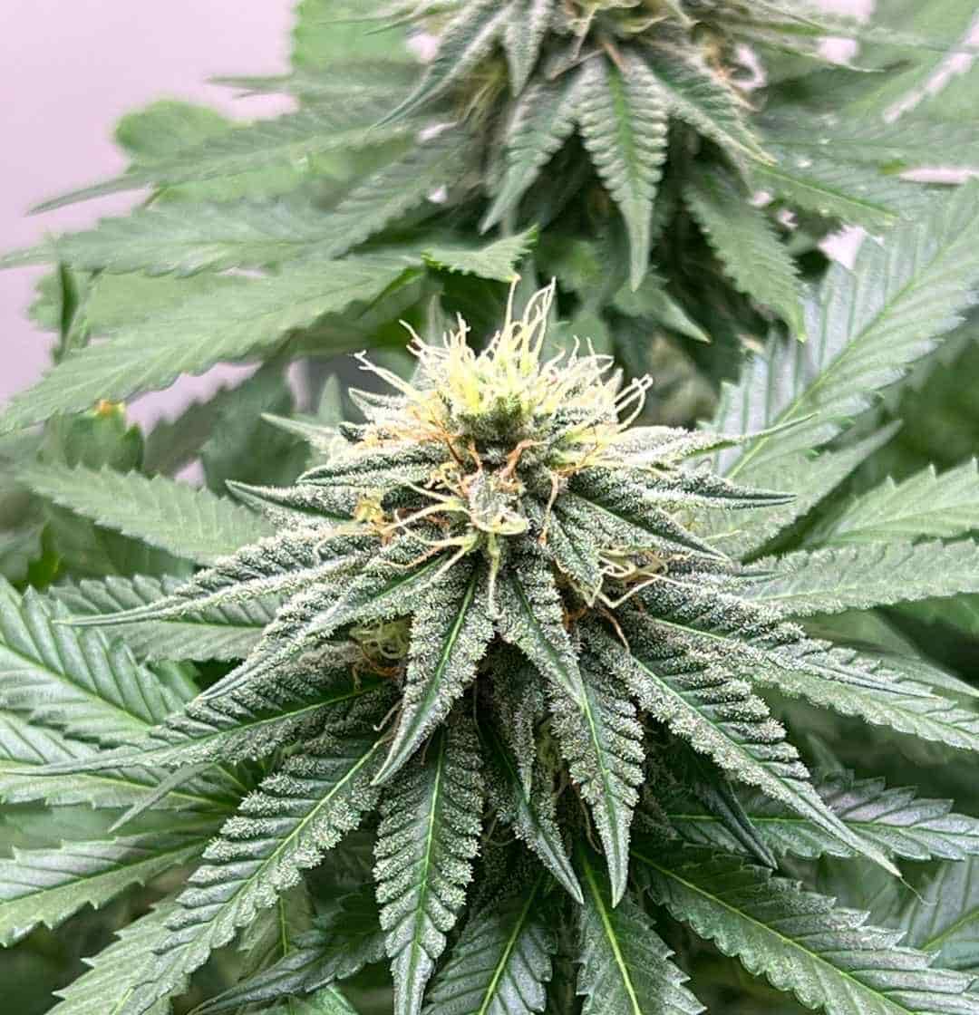 Skunk #1 Bud mit dichter Trichomschicht, umgeben von gesunden Fächerblättern