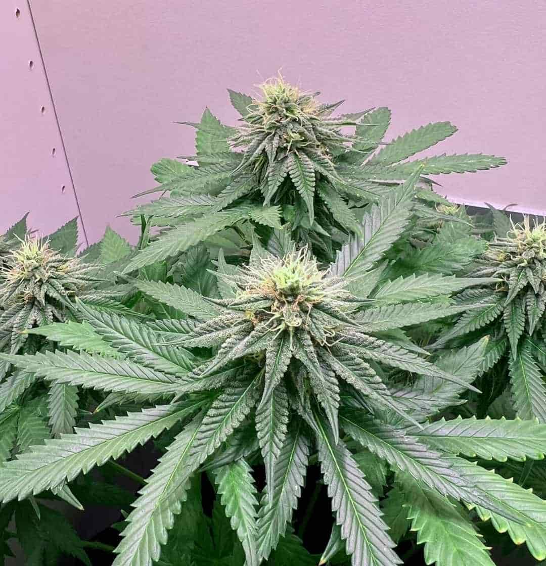 Skunk #1 Pflanze mit buschigem Wuchs und dichten Buds unter LED-Licht