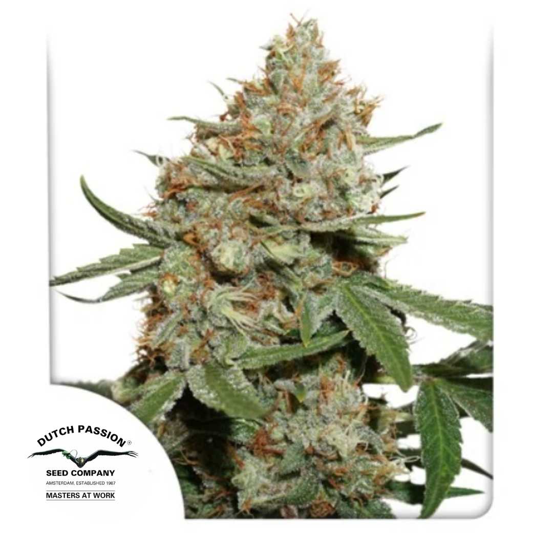 Skunk #11 Bud mit dichten Blüten, orangen Härchen und glänzenden Harztrichomen