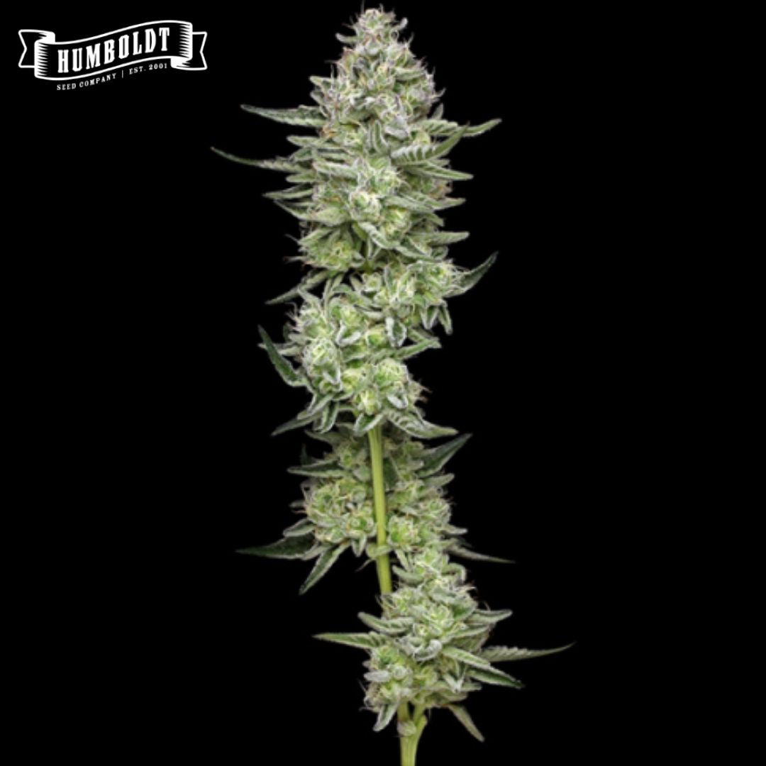 Slightly Stoopid Collie Man Kush (Humboldt Seed Company) feminisierte
