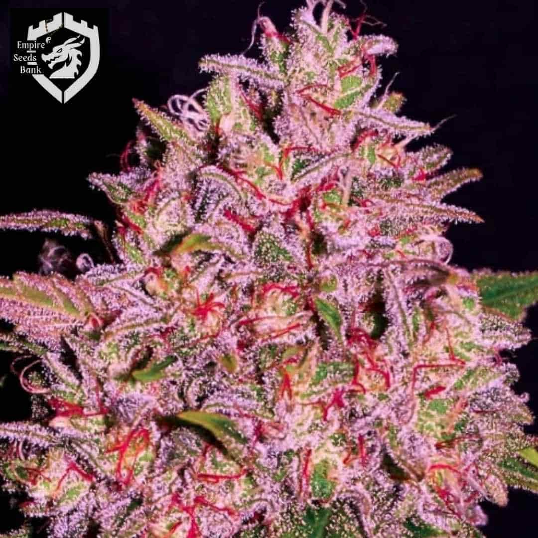 Slurty Cannabisblüte mit dichter Harzschicht, violetten Nuancen und roten Blütenfäden