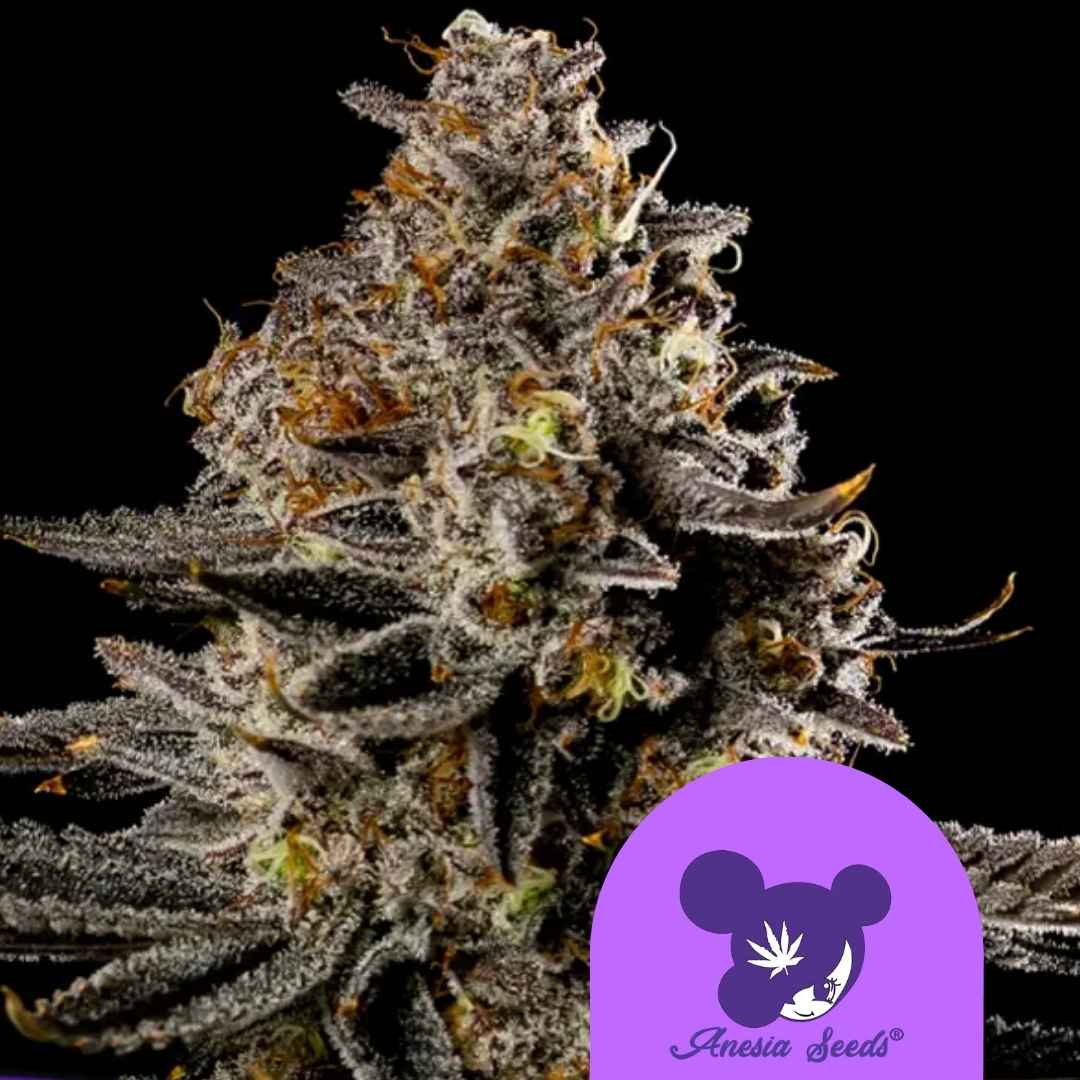 Nahaufnahme einer dichten, harzreichen Blüte der Sorte Smashberry Fumez Auto mit dunklen Lila-Tönen und orangen Härchen.