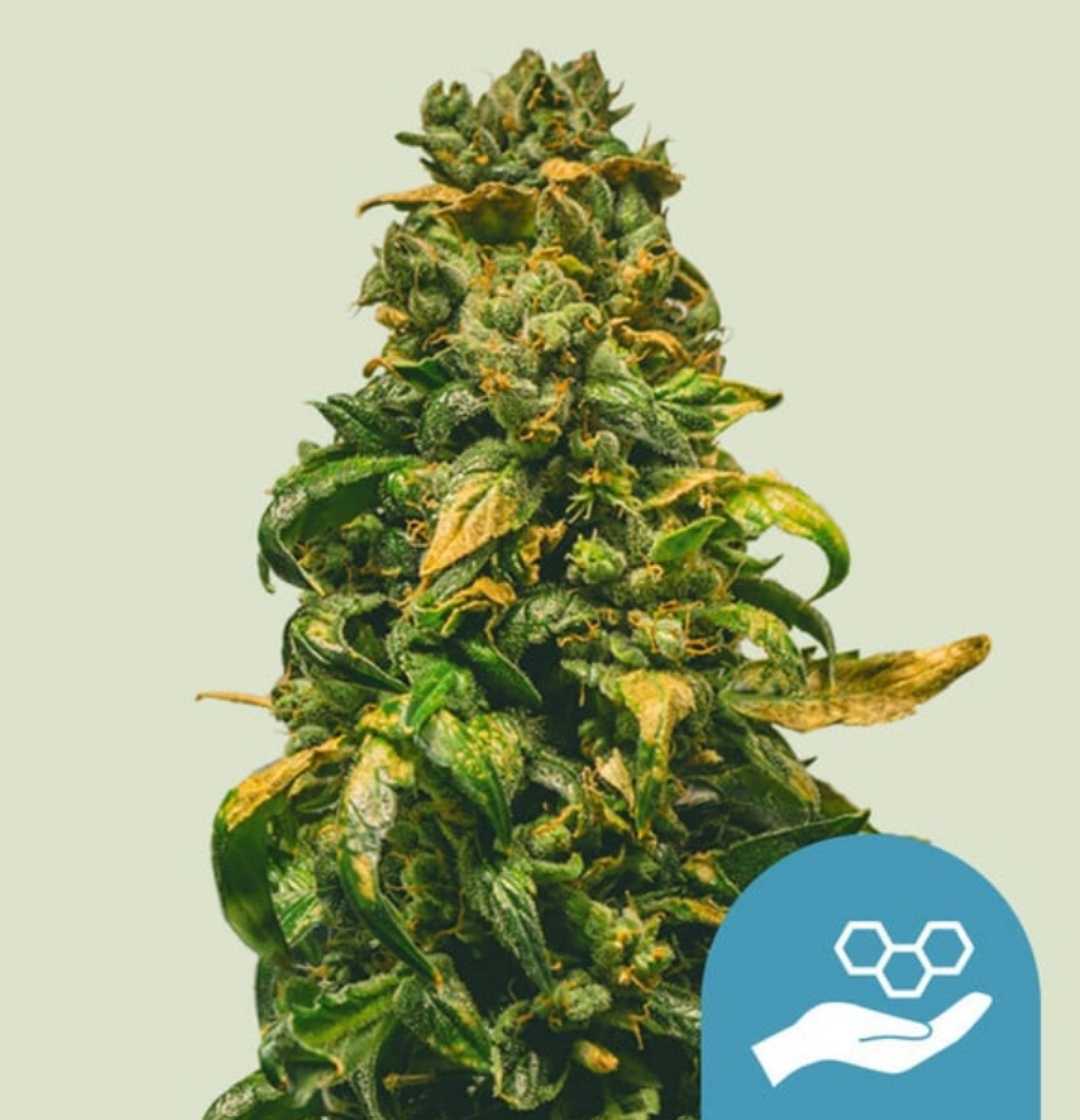 Nahaufnahme einer Solomatic CBD Blüte mit dichten Harztrichomen und goldgrünen Blättern