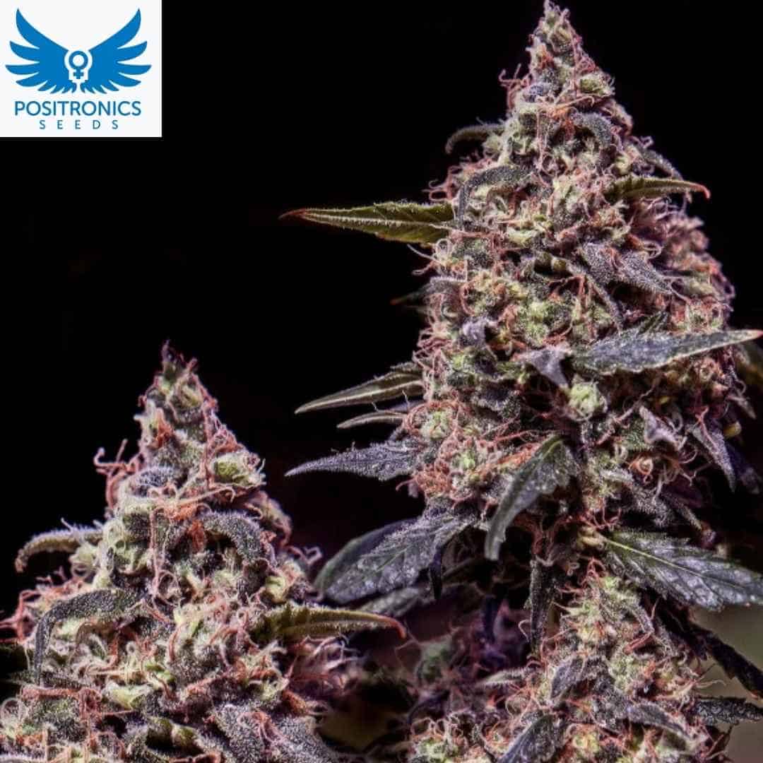 Harzige Somango #47 Blüten mit violetten Blättern und dichten Buds, reife Cannabispflanze mit starkem Harzbesatz