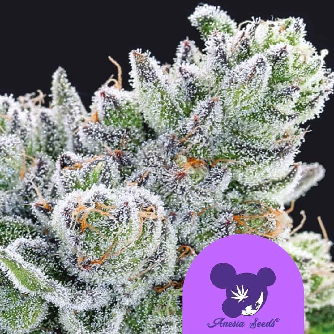 Dicht bewachsene Sour Betty Knospe mit dicker Harzschicht und orangefarbenen Blütenhaaren