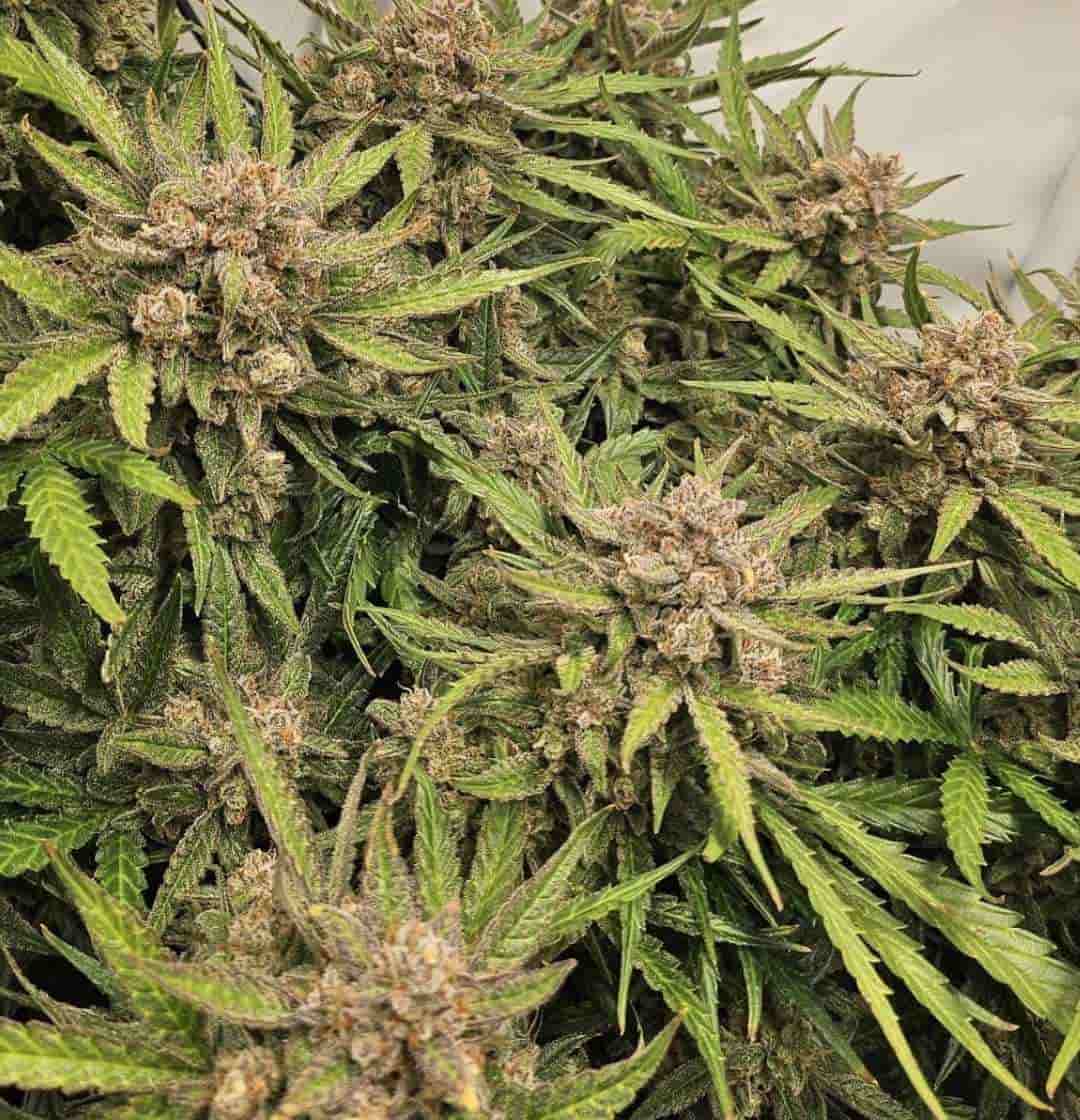 Mehrere Special Queen 1 Blüten mit orangen Stigmen und buschiger Wuchsform im Indoor-Grow