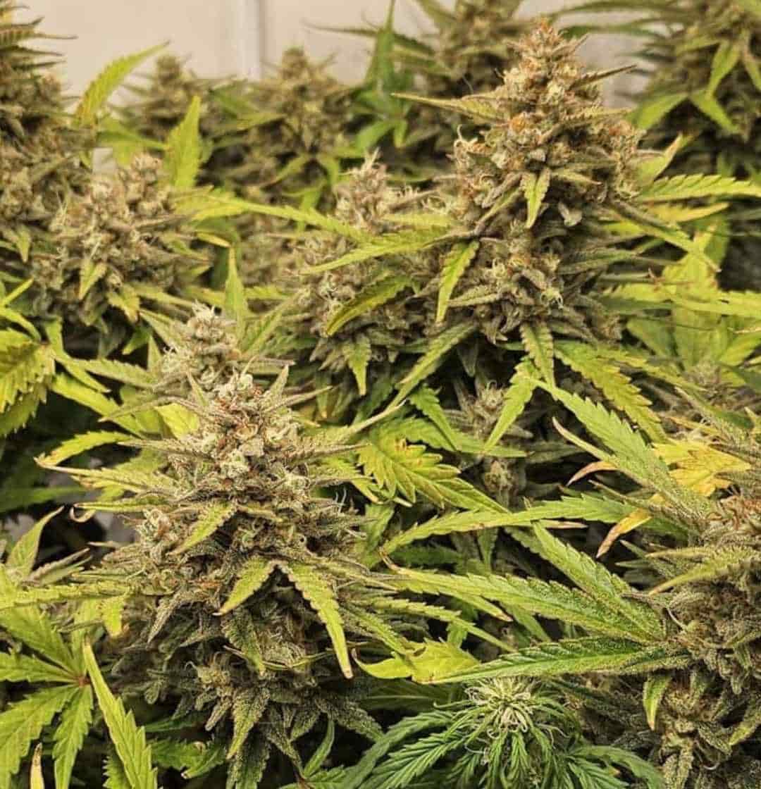 Indoor-Anbau mit mehreren Special Queen 1 Pflanzen in voller Blüte mit satten grünen Blättern