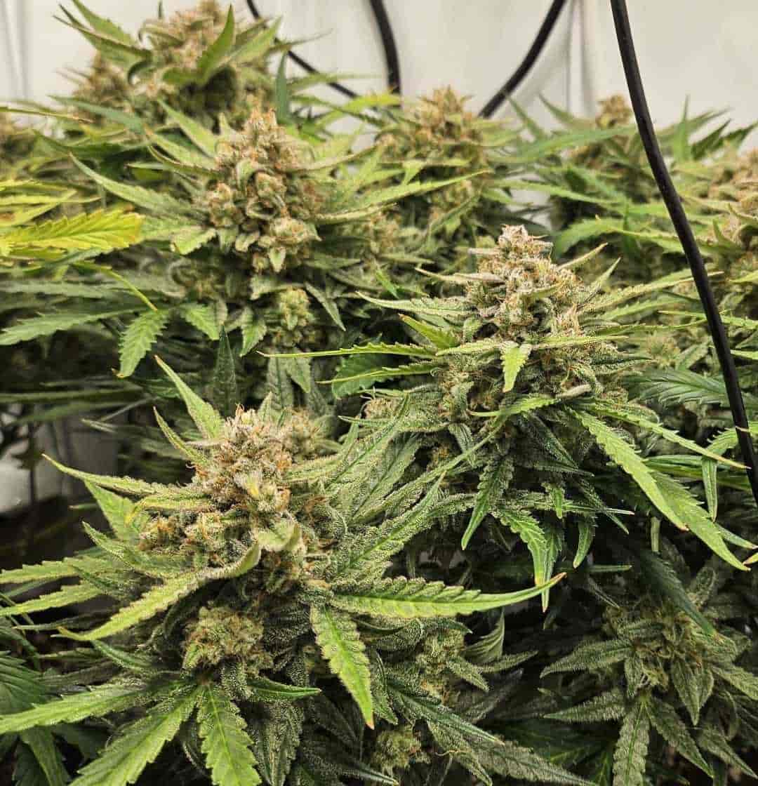 Special Queen 1 Pflanzen im Growzelt mit kräftigen Buds und grüner Blattstruktur