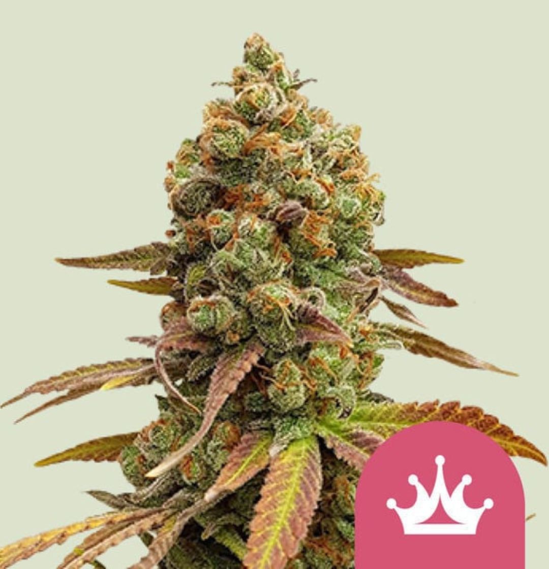 Kompakte Blüte von Special Queen 1 mit orangenen Stigmen und lilagrünen Blättern vor pastellgrünem Hintergrund