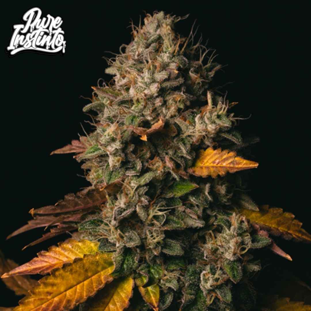 Spooky OG Blüte mit dichten harzigen Buds und orangefarbenen Pistillen, kompakt gewachsen