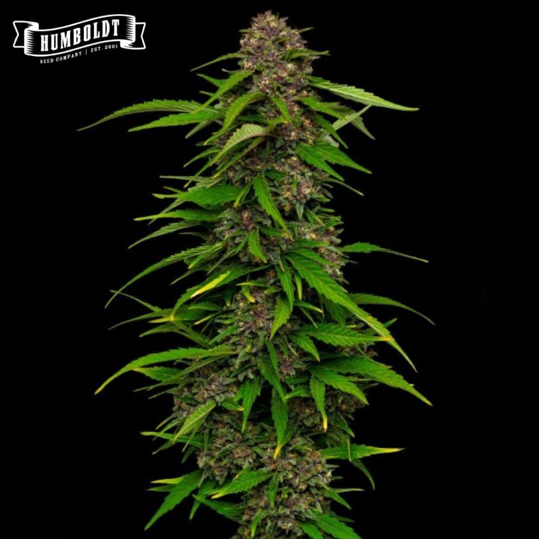 Squirt Cannabispflanze mit dichten violett-grünen Blüten und schmalen Blättern