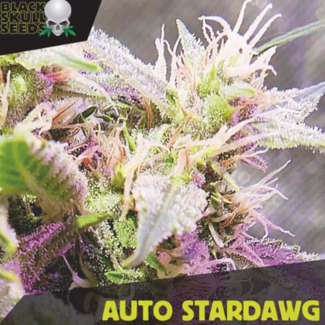 Auto Stardawg Blüte mit dichten Trichomen, violetten Akzenten und hellen Blütenfäden
