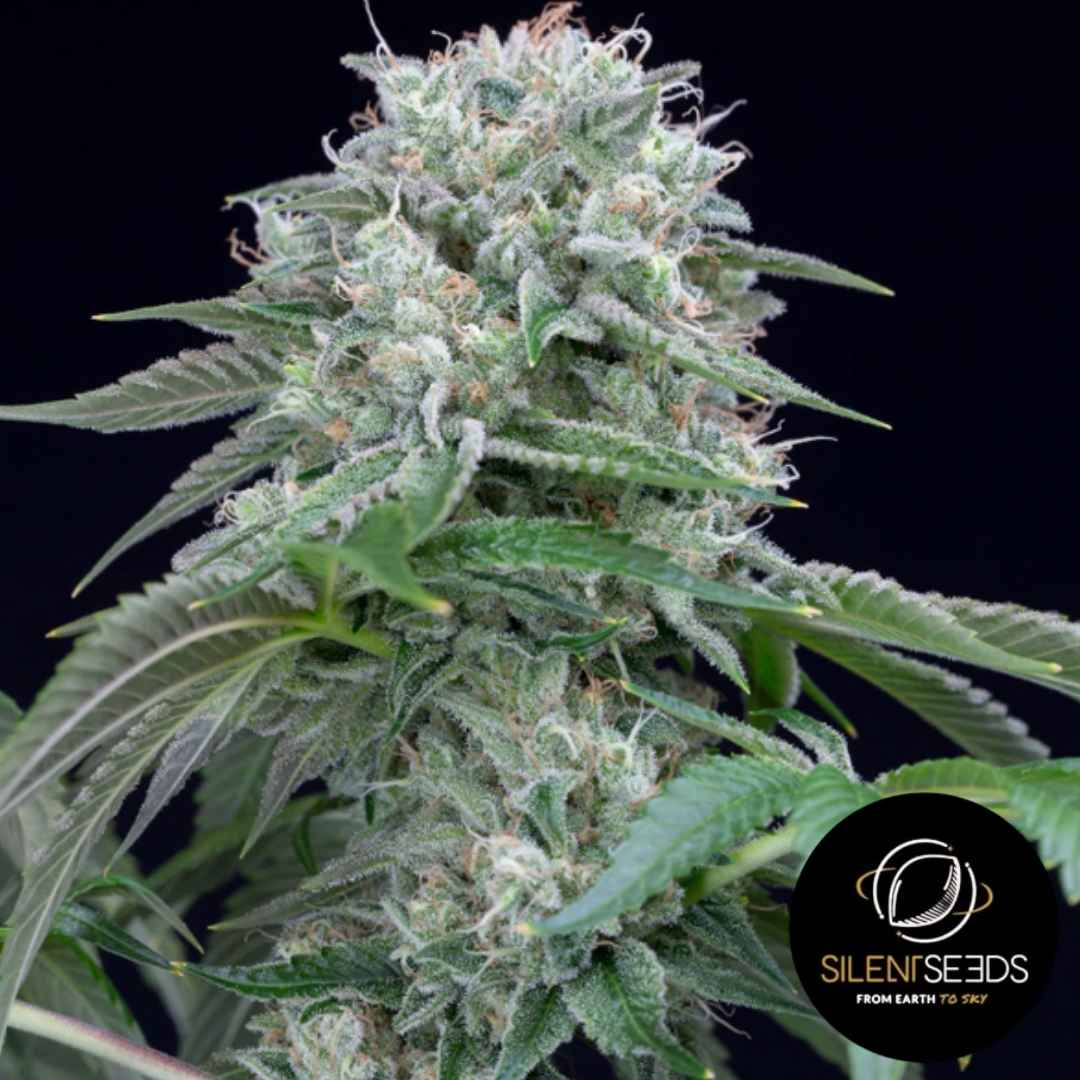 Dicht bewachsene Starfire OG Blüte mit dicker Harzschicht und leuchtend orangefarbenen Blütenhaaren.