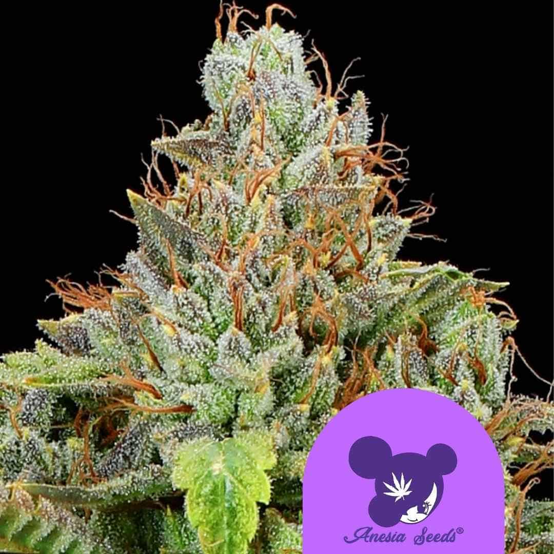 Sticky Boof Auto Blüte mit dichten Harztrichomen und orangefarbenen Blütenhaaren