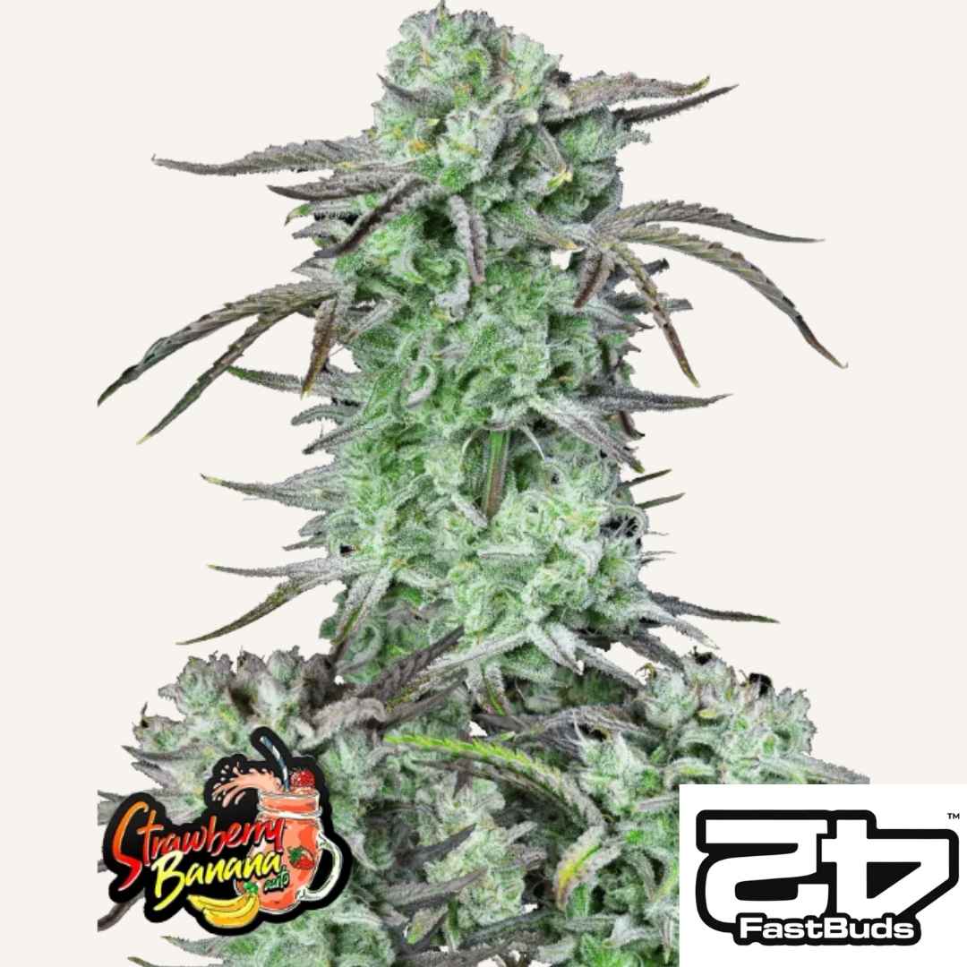 Strawberry Banana Auto Blüte mit dichten Harzschichten und lilafarbenen Zuckerblättern