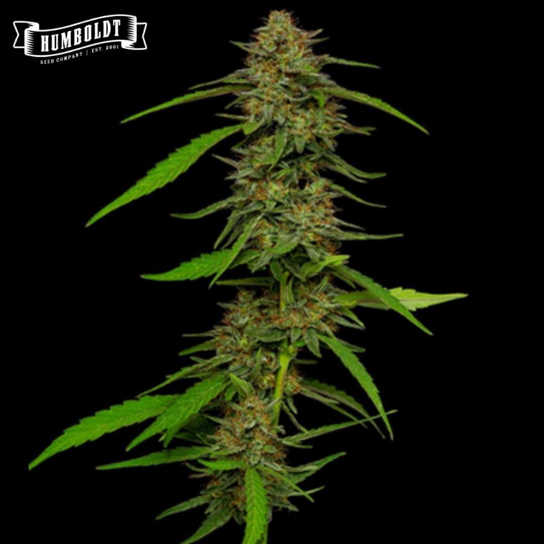 Strawberry Cheesecake Cannabispflanze mit langer harziger Blüte und grünen Zuckerblättern