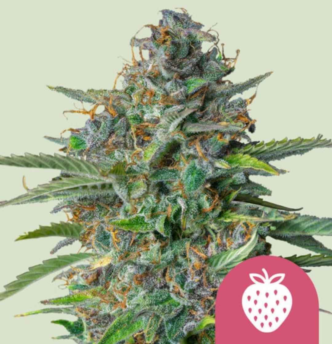 strawberry cough Bud dicht besetzt mit Harztrichomen und orangefarbenen Blütenfäden
