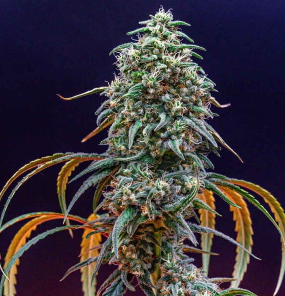 strawberry cough Pflanze mit frostigen Blüten, violetten Nuancen und langen rötlichen Blättern