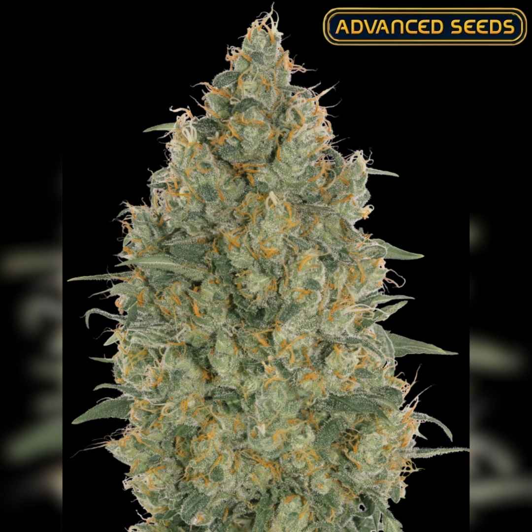 Dichte Strawberry Gum Blüte mit leuchtend orangefarbenen Härchen und dicker Schicht glänzender Harztrichome.