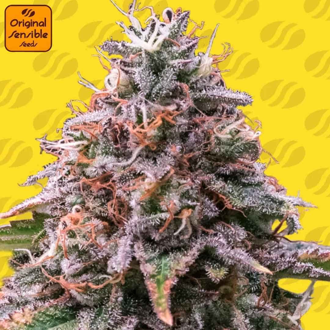 Strawberry Pie Auto Blüte mit dichten, harzigen Buds, orangefarbenen Stempeln und starkem Trichombesatz