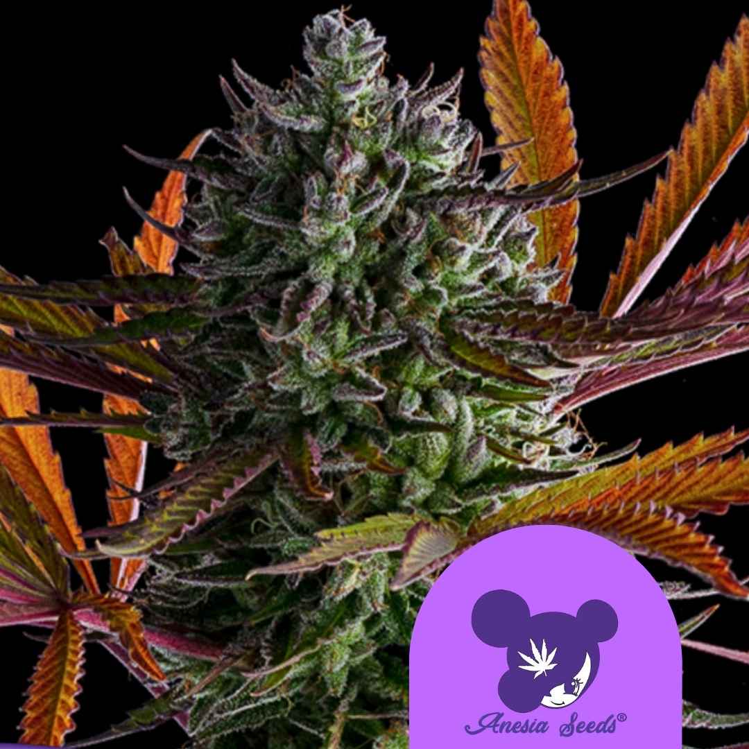 Dichte Strawberry Pop Rocks Blüte mit violett-grünen Kristallen und orangefarbenen Zuckerblättern