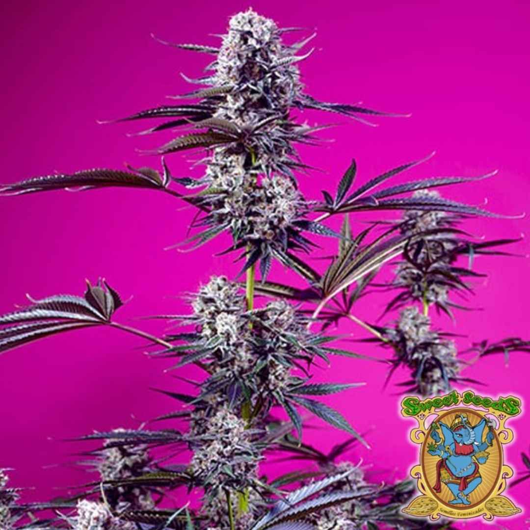 Studio 54 Stardust Auto mit dichten violett-grünen Blüten und harzigen Trichomen