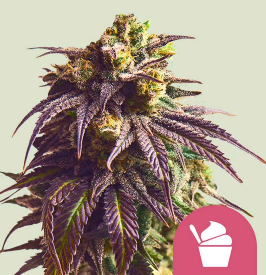 Sundae Driver Pflanze mit violetten Blüten und dichten, harzigen Buds