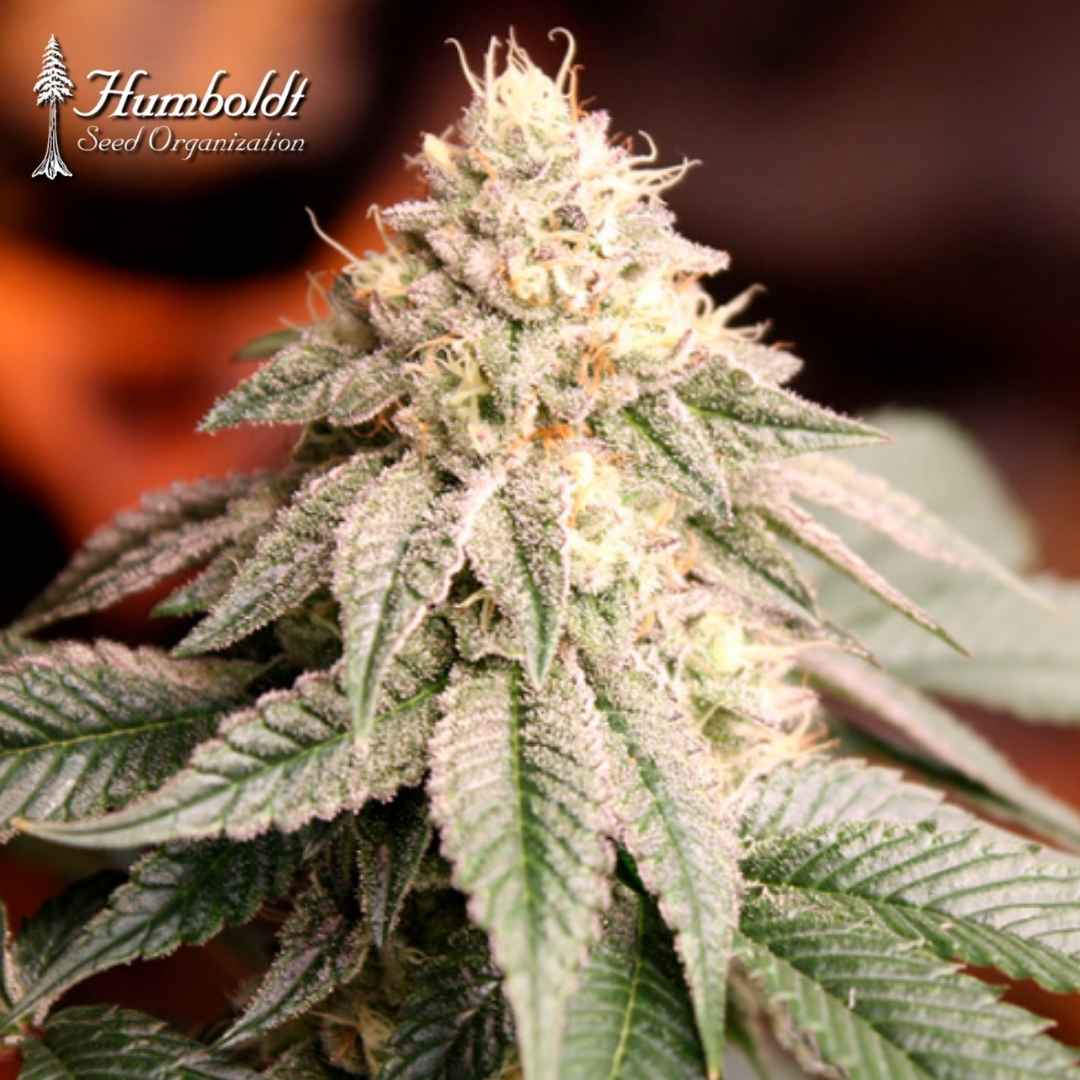 Harzige Sunset Bride Cannabisblüte mit dichten Trichomen und hellen Blütenfäden