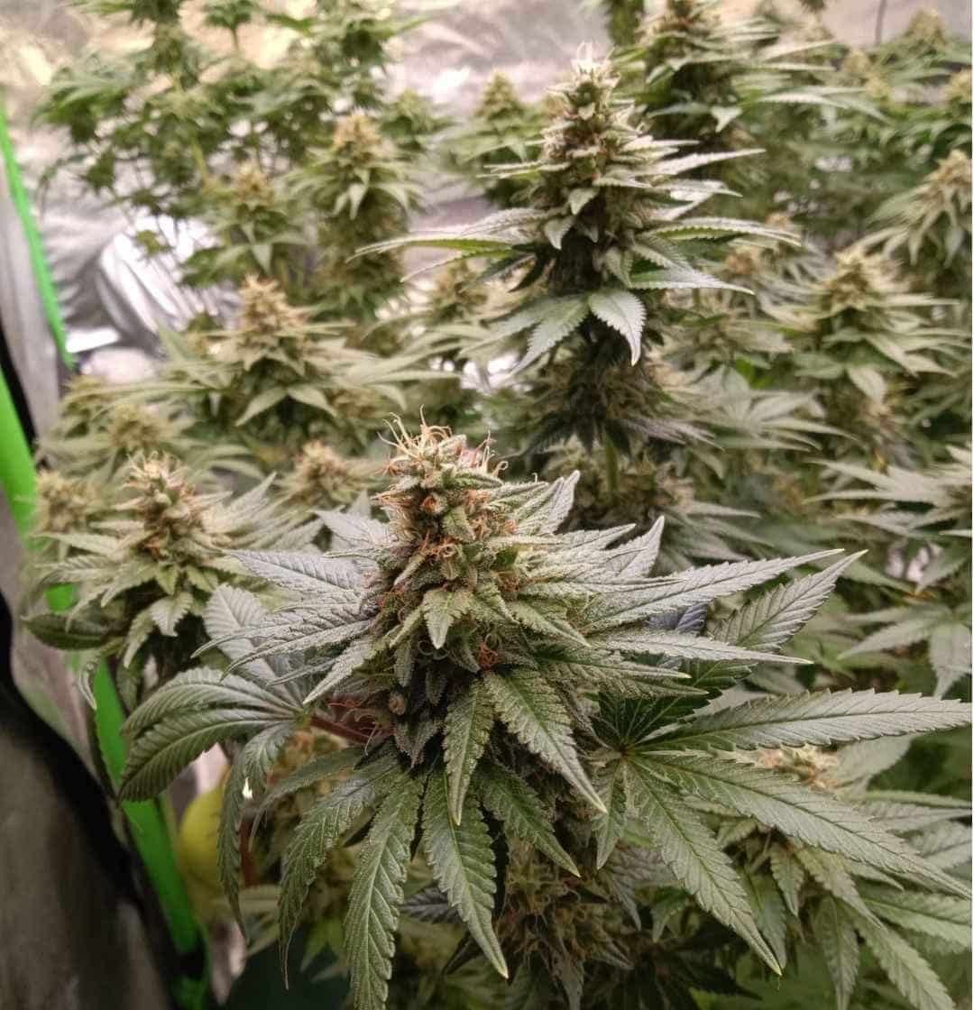 Sunset Paradise Pflanze im Indoor-Grow, hellgrüne Blätter mit Kristallüberzug und dichten Blütenständen.